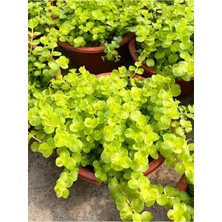 Serada Decor & Plant Sarı Çiçekli Altın Kolye Sarı Kız Çiçeği, 20-40CM, 1 Adet Saksılı Lysimachia Nummularia