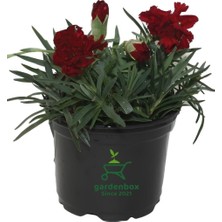 Gardenbox Koyu Kırmızı Karanfil Çiçeği, Saksılı, Kokulu, 1 Adet