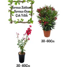 Serada Decor & Plant Kırmızı Zakkum Çiçeği ve Kırmızı Oya Ağacı Saksılı Bahçe Seti, 30-60 cm