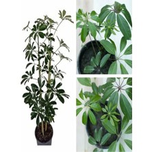 Nura Botanik Şeflera Çiçeği Bitkisi, 60-80 Cm, Saksılı, Yeşil, Iç Mekan Bitkileri