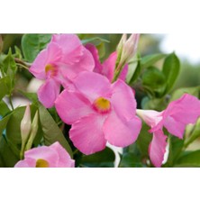 AKS Pembe Mandavilla Sarmaşık 60 cm