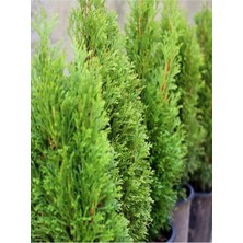 Nura Botanik Leylandi Çam Fidanı, 1 Adet, Saksılı/tüplü, 40-60 Cm, Bahçe Bitkisi, Cupressocyparis Leylandii