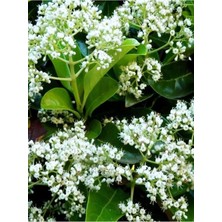 Nura Botanik Kartopu Viburnum Lucidum, 80-100 Cm, Saksılı, Dış Mekan Bahçe Peyzaj Çit Bitkisi