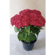 Nura Botanik Kırmızı Ortanca Çiçeği Saksılı 30-40 cm Boy Bol Dallı