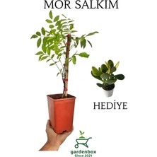 Nura Botanik Sarmaşık Mor Salkım Ağacı Fidanı, 40-60 Cm, Saksılı, Yeşim Para Çiçeği Hediyeli