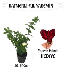 AKS Nura Botanik Mis Kokulu Katmerli Ful Yasemin 40-60CM + Yaprak Güzeli Hediyeli