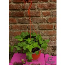 AKS Gardenbox Hedera Helix Ingiliz Sarmaşığı, Çekici ve Dayanıklı Tırmanıcı Bitki, Çok Renkli