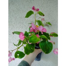 AKS Serada Decor & Plant Şeker Begonyası, Pembe, 10-20CM