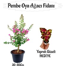 Serada Decor & Plant Pembe Oya Ağacı Fidanı Saksılı, 30-60 Cm, Yaprak Güzeli Çiçeği Hediyeli