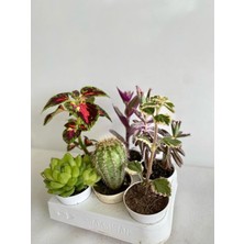 AKS Gardenbox 4'lü Bitki Seti, Yaprak Güzeli, Sukulent, Telgraf, Kaktüs, Aşkın Göz Yaşı, Kokulu Benjamin