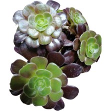 AKS Nura Botanik Aeonium Arboreum Var. Atropurpureum Sukulent Bitki, Mor-Yeşil