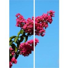 AKS Nura Botanik Pembe Oya Ağacı Fidanı, 60-100 Cm, Tüplü, Dış Mekan Ağaçları, Lagerstroemia