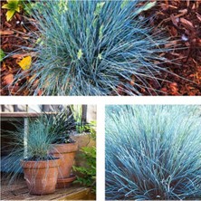 AKS Gardenbox Mavi Osmanlı Çimi Fidanı, 3'lü Set, 10-20 Cm, Tüplü, Bluegrass