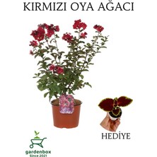Nura Botanik Kırmızı Oya Ağacı, Dış Mekan Saksılı, 30-60 Cm, Yaprak Güzeli Hediyeli
