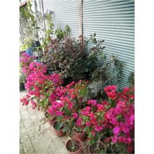 AKS Nura Botanik Begonvil Çiçeği Bougainvillea, Bahçe Balkon Teras Bitkisi, Pembe