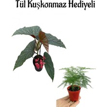 AKS Nura Botanik Hediyelik Çiçekli Çilli Begonya Çiçeği, Tül Kuşkonmaz