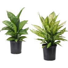 Ikea Dıffenbachıa Yeşil 17 cm Canlı Bitki