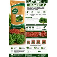 Naz Tohum Matador Ispanak Tohumu – Erkenci, Soğuğa ve Kış Şartlarına Dayanıklı – 100 gr / 250 gr / 500 gr / 1 kg