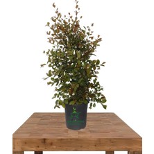 Ayrex Evgenya Çalısı Tüplü Saksılı 50-70CM Bahçe Ağacı, Eugenia Etna Fire