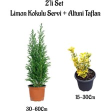 Die Grup Nura Botanik Limon Kokulu Servi Ağacı Fidanı + Altuni Taflan 2'li Set, Saksılı Dış Mekan Bitkisi