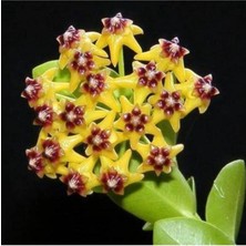 Die Grup Gardenbox Mum Çiçeği Özel Renk, 1. Kalite, 15-20 cm