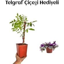 Die Grup Nura Botanik Mor Salkım Ağacı Fidanı, Telgraf Hediyeli