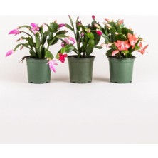Die Grup Nura Botanik Schlumbergera Truncata Pembe Renk Yılbaşı Çiçeği, 10-15CM Yılbaşı Kaktüsü