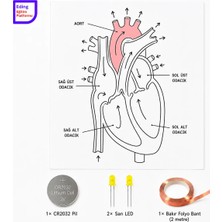 Eding Eğitim Platformu Lightcircuit Fen Deneyi Dolaşım Sistemi Kalp Kağıt Devre Eğitim Kiti | Fen Bilimlerii| Stem Fen CR2032 LED ve Bakır Iletken Bant