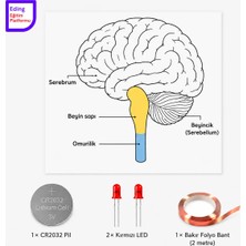 Eding Eğitim Platformu Lightcircuit Fen Bilimleri Beyin Kağıt Devre Eğitim Kiti |fen Deneyi| Stem CR2032 LED ve Bakır Iletken Bant