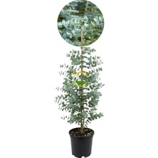 Fidan Sepetim 2 Yaş Eucalyptus Cinerea Silver Dollar Bodur Okaliptus Fidanı
