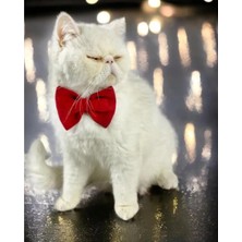 St. Morritz Mini Rouge Kedi Papyonu Kurdela Tasma Yılbaşı Noel