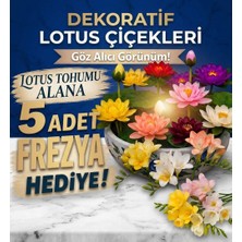 Tropikal Antalya 10 Adet Karışık Renklerde Lotus (Nilüfer) Çiçeği Tohumu Yüksek Verimli Bahçe Bitkisi