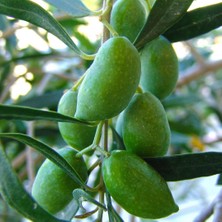 ASES Saksı 7 Yaş,ağaç Formunda Gemlik Tilye Zeytin Fidanı ,boy 200CM +