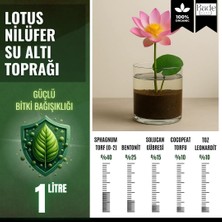 OEM Lotus Çiçeği (Nilüfer) Için Su Altı Torf Karışımı Toprağı (1 Lt Toprak) - 1 Adet Lotus Tohumu Hediyeli