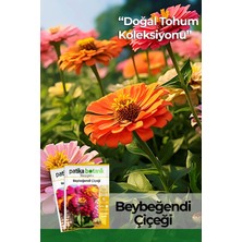 Patika Botanik 30 Adet Beybeğendi (Zinnia) Çiçek Tohumu