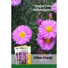 Patika Botanik 50 Adet Dilber Kirpiği (Aster L.) Çiçek Tohumu