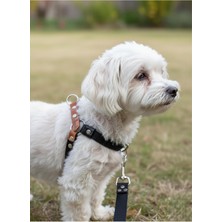 Ayrex Köpek Göğüs Tasması Minik Irk Ayarlamalı Hakiki Deri Siyah