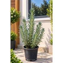 Lotus Botanik Lavanta Çalısı - Lavanta Çiçeği - Canlı Bitki 10 ADET (Lavandula angustifolia) | Boy 15–20 cm