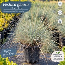 Lotus Botanik Mavi Çim 10 ADET (Festuca glauca) – Saksıda Canlı Bitki – Çap: 10-15 cm