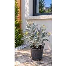 Lotus Botanik Kül Çalısı (Ligustrum Vulgare) – Saksıda Canlı Bitki –  20-25 cm