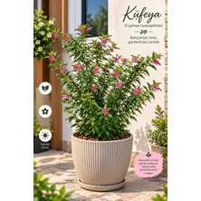 Lotus Botanik Kufeya Bitkisi 10 Adet (Cuphea Hyssopifolia) – Saksıda Canlı Bitki –  5-10CM