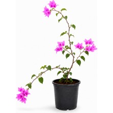 Lotus Botanik Begonvil Sarmaşık Formlu Pembe Begonvil Saksılı Canlı Dış Mekan Süs Bitkisi