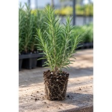 Lotus Botanik Biberiye Fidanı 4 Adet Kokulu Aromatik Bahçe Balkon Bitkisi 20CM
