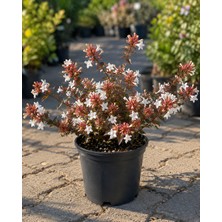 Lotus Botanik Beyaz Çiçekli Abelya Çiçeği 2 Litre Saksıda 25-30 cm – Beyaz Çiçekli Abelia Dış Mekan Süs Bitkisi