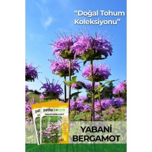 Özkaya Store 50 Adet Yabani Bergamot Çiçek Tohumu