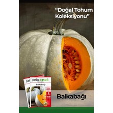 OEM 12 Adet Yerli Ata Bal Kabağı Tohumu (Turuncu Etli)