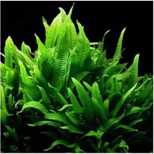 Özkaya Store Microsorium Pteropus Sp S Saksı Canlı Bitki