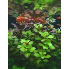 AyrStore Ludwigia Green 5 Dal Kusursuz Form Akvaryum Bitkisi Canlı Bitki