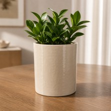 Krem Seramik Saksı – Parlak Modern Tasarım Dekoratif
