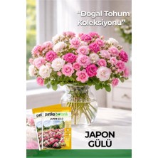 Patika Botanik 5 Adet Japon Gülü Çiçeği Tohumu (Rosa Chinensis)
